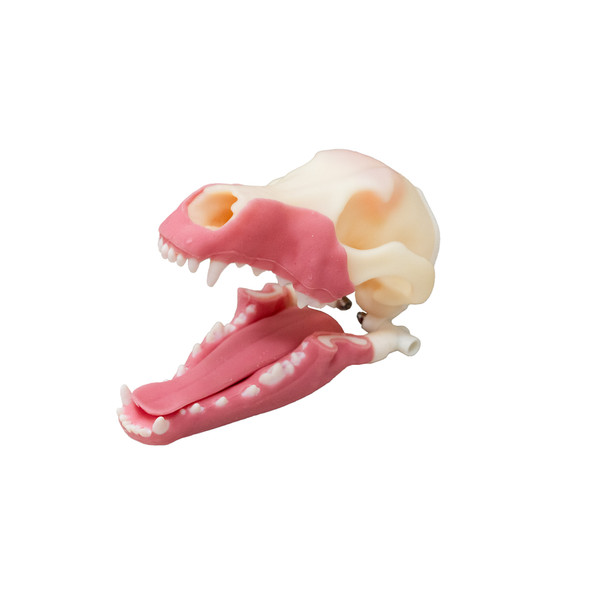 Norman – Multi Procedure Canine Dental Model   tandmodel hund..